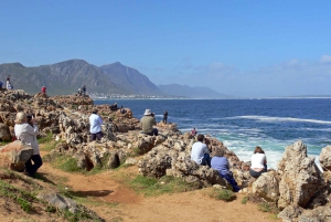 Full Day Trip to Hermanus from Cape Town