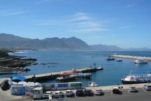 Full Day Trip to Hermanus from Cape Town