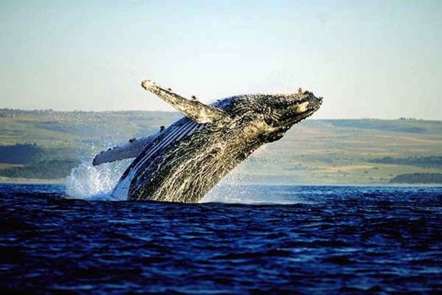 Full-day whale watching private tour in Hermanus Cape Town