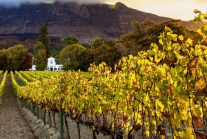 Ganztägige Weinverkostung & Straßenbahn-Abenteuer