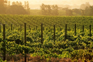 Visite d'une jounée avec 14 dégustations de vins + déjeuner inclus