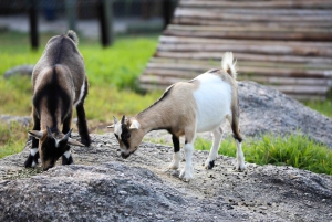 Visite d'une jounée avec 14 dégustations de vins + déjeuner inclus