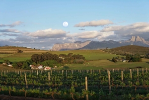 Ganztagestour mit 14 Weinverkostungen + Mittagessen INKLUSIVE