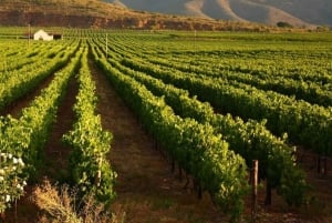 Full day Winelands Tour