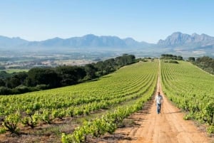 Full day Winelands Tour