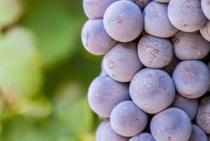 Visite d'une jounée des vignobles