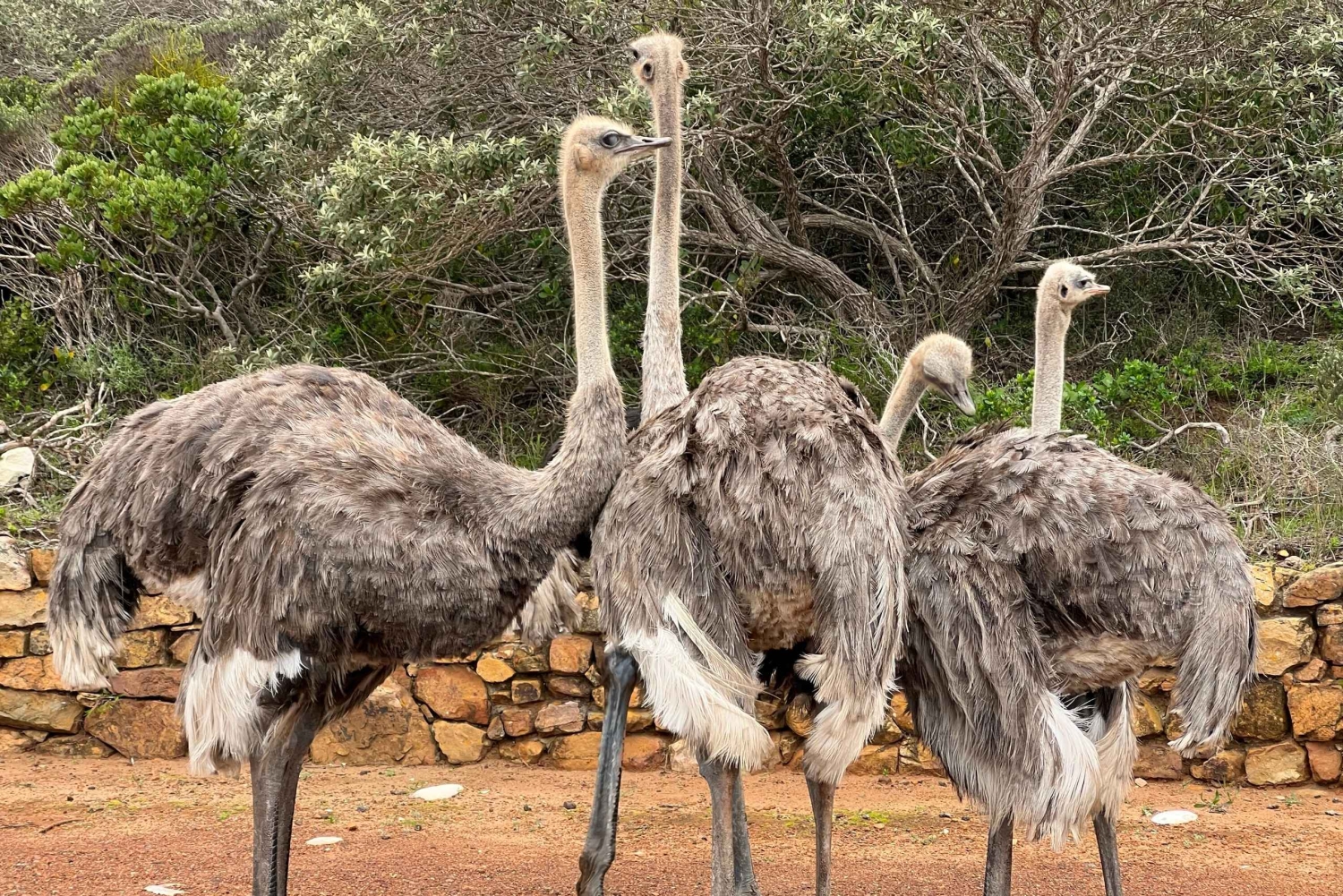 喜望峰、ペンギン、ボカープ、アザラシの1日ツアー