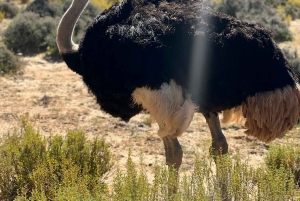 喜望峰、ペンギン、ボカープ、アザラシの1日ツアー