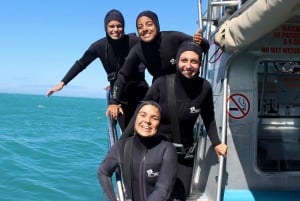 Cape Town: Gansbaai Eco-Friendly Shark Cage Diving Cruise