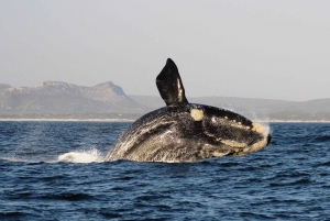 Gansbaai: Marine Big 5 Boat tour