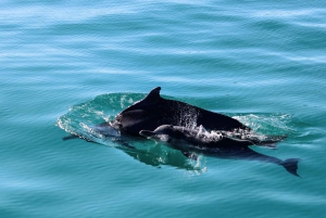 Gansbaai: Marine Big 5 Boat tour