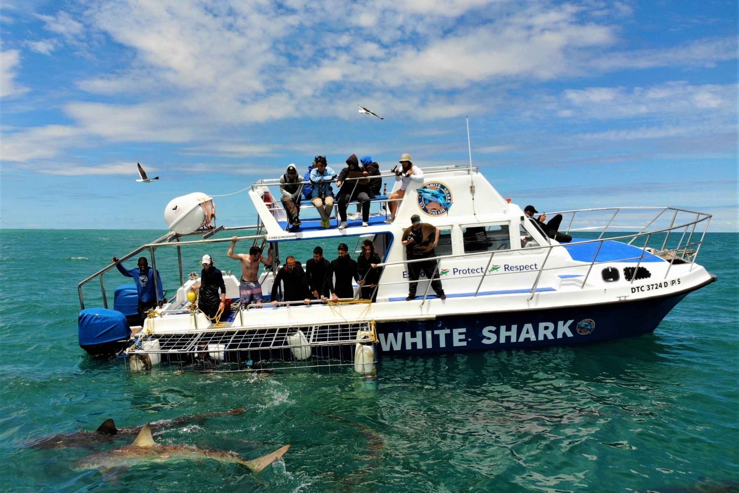 Gansbaai: Haikäfig-Tauchgang und Beobachtung an Bord