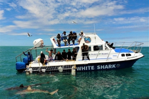 Gansbaai : Plongée dans une cage à requins et observation à bord