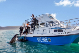 Gansbaai: Dykk i haibur og visning om bord