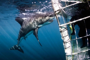 Gansbaai : Plongée dans une cage à requins et observation à bord