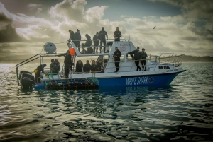 Гансбаай: погружение в клетке с акулами и осмотр на борту