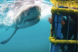Gansbaai: Mergulho na gaiola de tubarões e observação a bordo