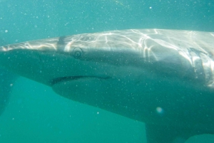Gansbaai: Mergulho na gaiola de tubarões e observação a bordo