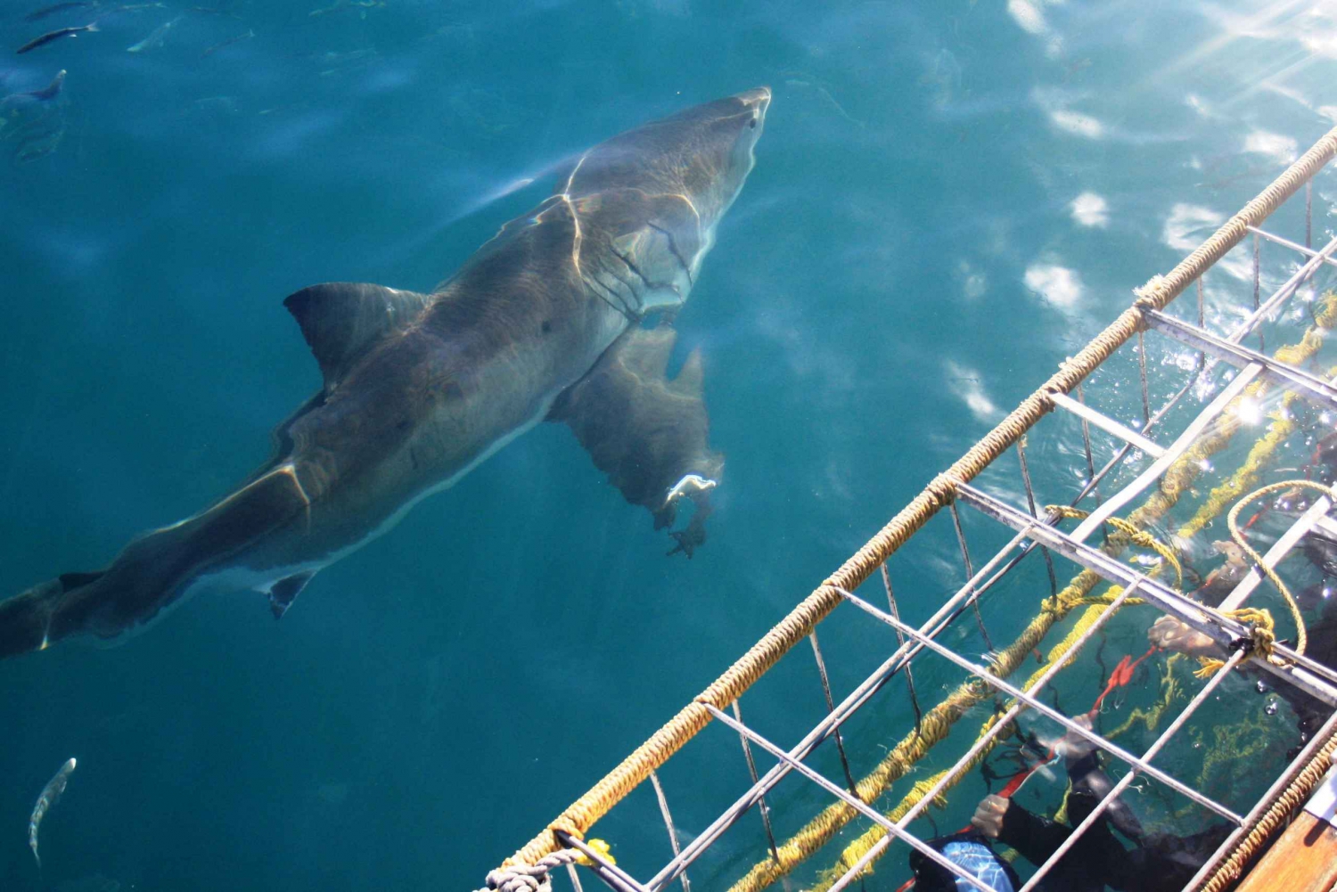 Gansbaai: Shark Cage Diving Experience