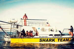 Gansbaai: Shark Cage Diving Experience