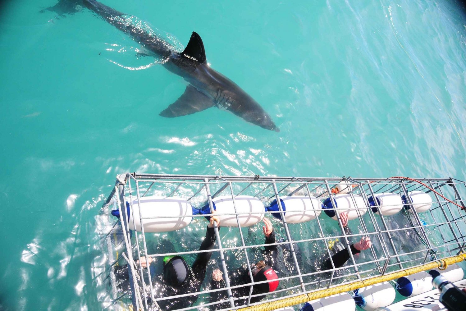 Gansbaai: Shark Cage Diving