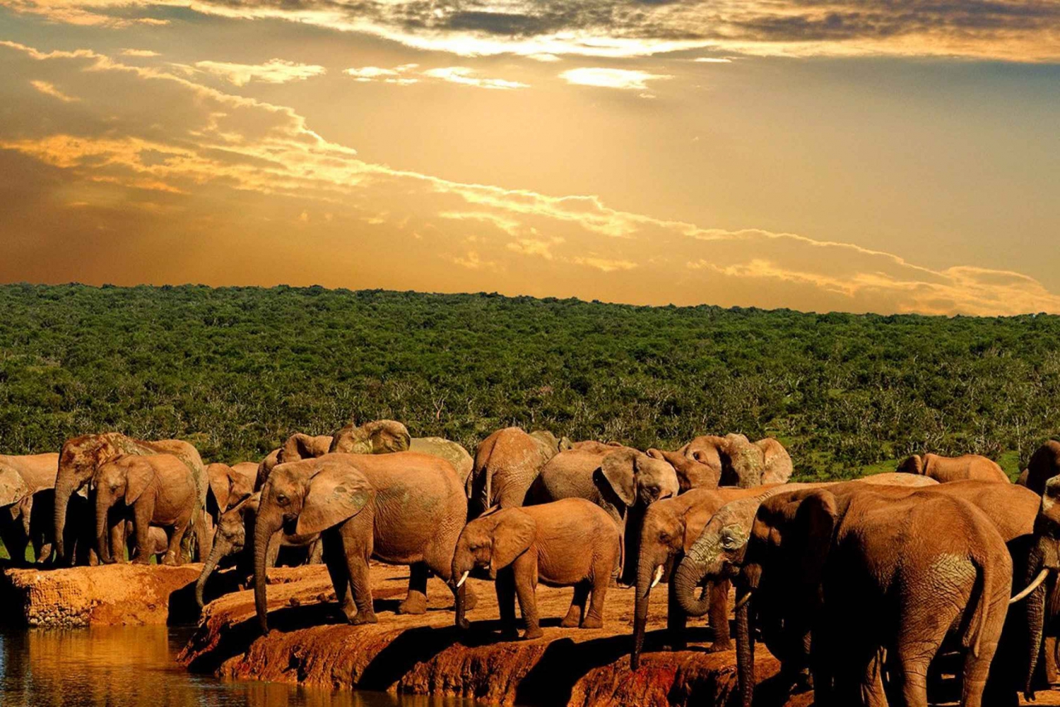 Garden Route 5-Day Tour and Addo Elephant Park Safari