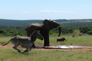 Da Cidade do Cabo: Passeio de 5 dias pela Rota dos Jardins e pelo Addo Elephant Park