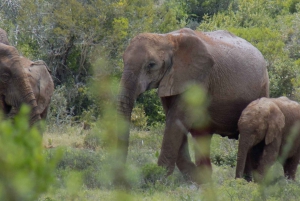 From Cape Town: 5-Day Best of Garden Route and Addo Safari