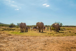From Cape Town: 5-Day Best of Garden Route and Addo Safari