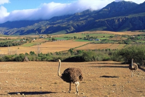From Cape Town: 5-Day Best of Garden Route and Addo Safari