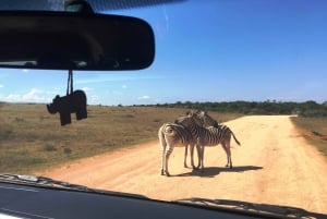Garden Route and Addo Elephant National Park: 5-Day Safari
