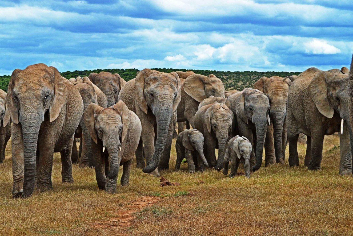 Kapstaden: 6-dagars safari med Garden Route och Addo Elephant Park