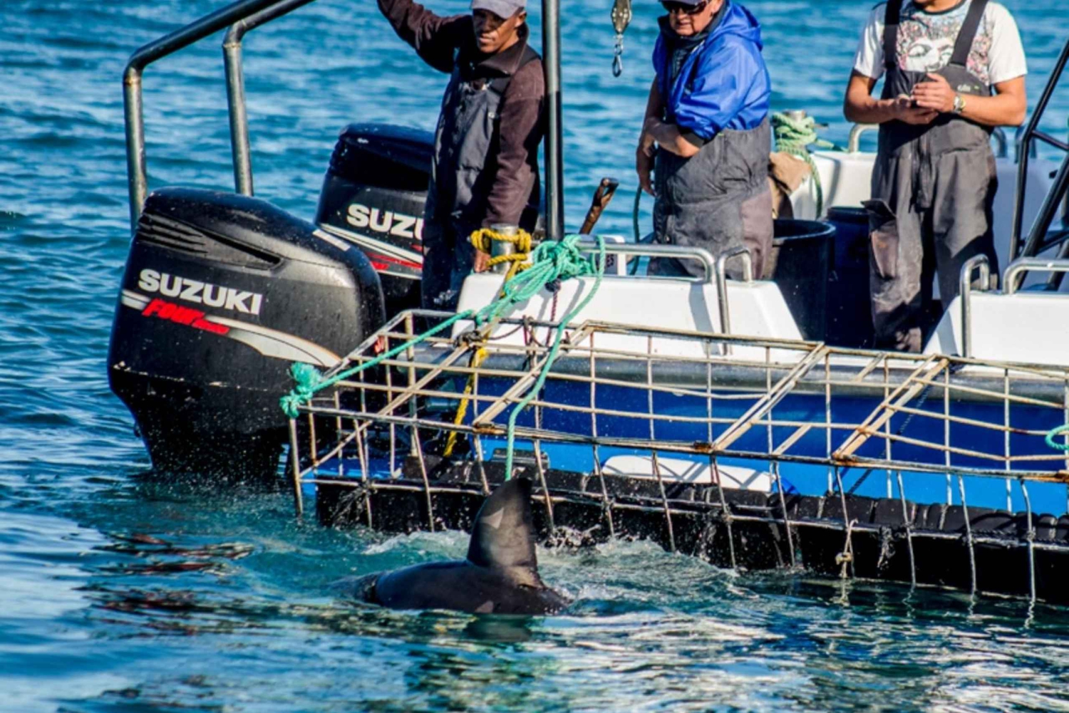 Oplevelse med dykning i bur med hvidhaj: Cape Town 6 timer