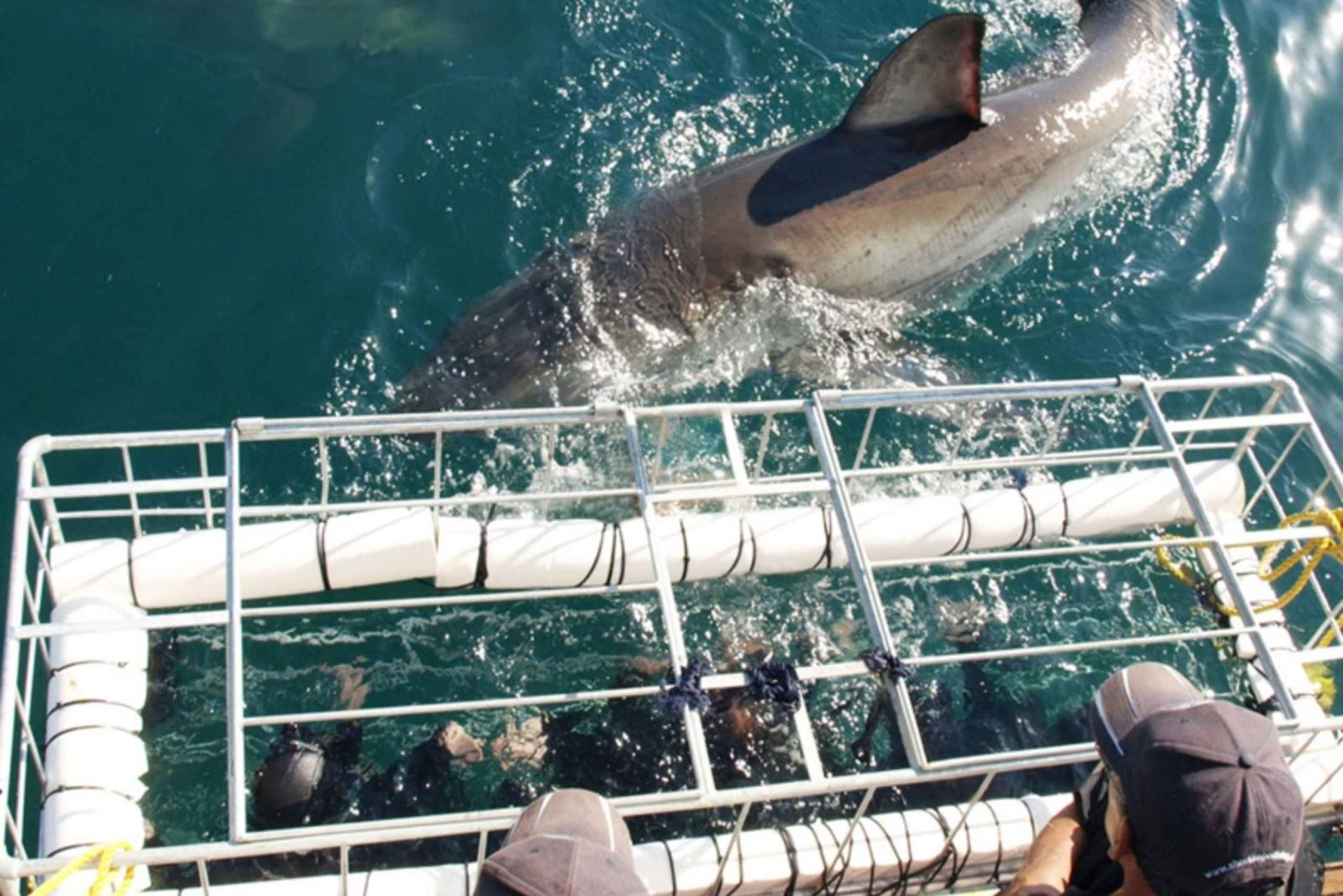 Oplevelse med dykning i bur med hvidhaj: Cape Town 6 timer