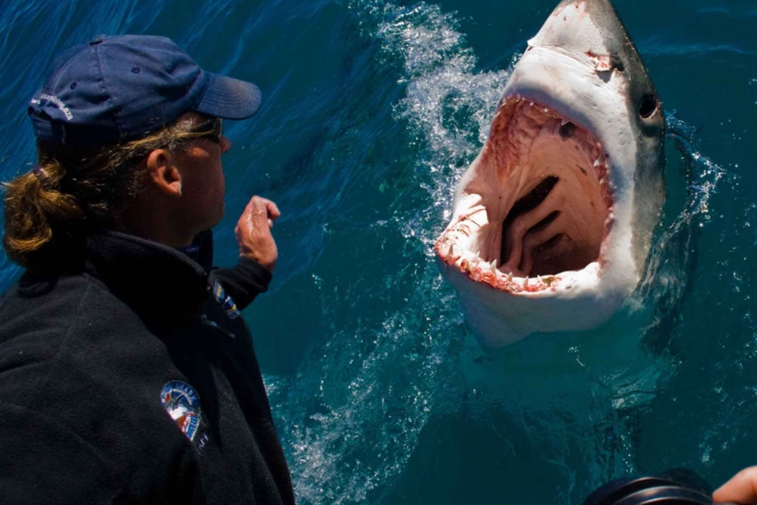 Oplevelse med dykning i bur med hvidhaj: Cape Town 6 timer