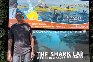 Great White Shark Cage Diving Experience: Cape Town 6hrs