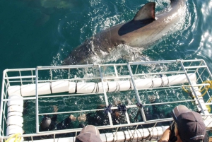 Oplevelse med dykning i bur med hvidhaj: Cape Town 6 timer