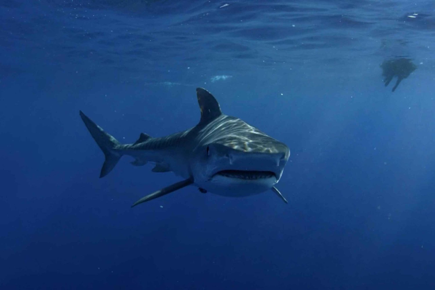 Plongée avec le grand requin blanc