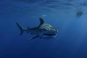 Great White Shark DivinG