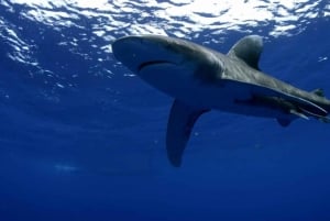 Great White Shark DivinG
