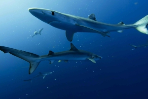 Great White Shark DivinG