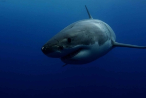 Great White Shark DivinG