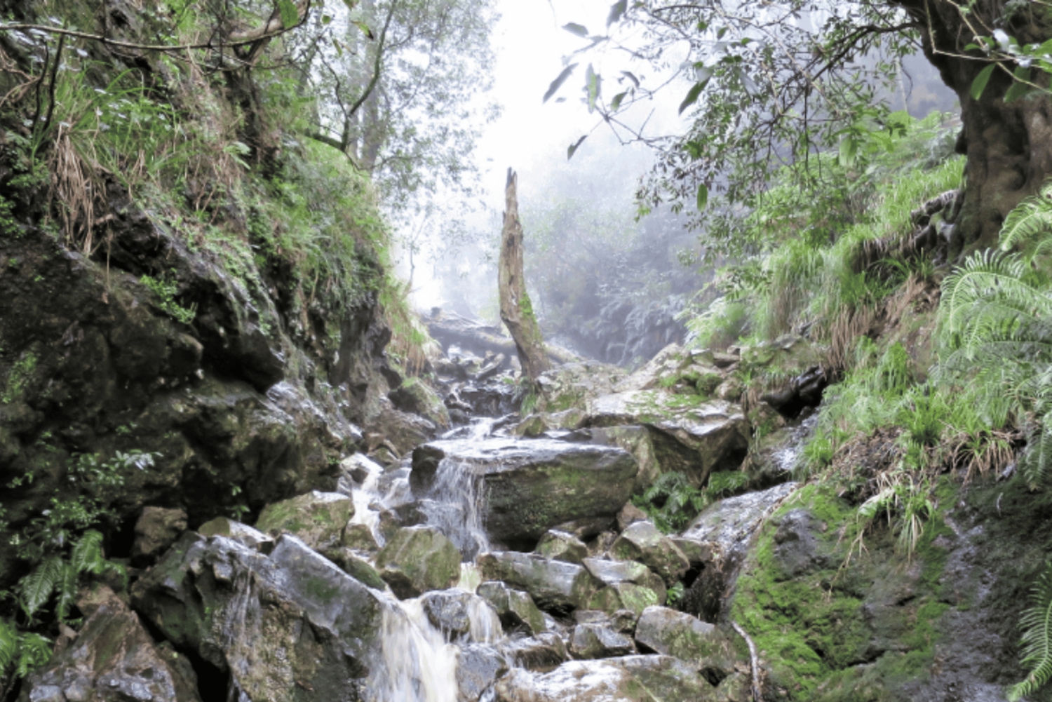 Guided Forest Hike Tour on Table Mountain, Cape Town