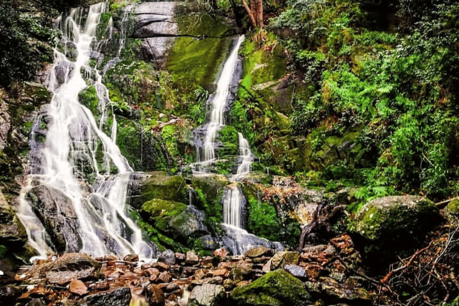Guided Forest Hike Tour on Table Mountain, Cape Town