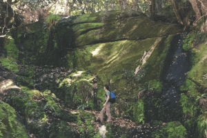 Guided Forest Hike Tour on Table Mountain, Cape Town