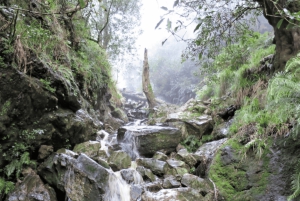 Guided Forest Hike Tour on Table Mountain, Cape Town