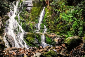 Guided Forest Hike Tour on Table Mountain, Cape Town