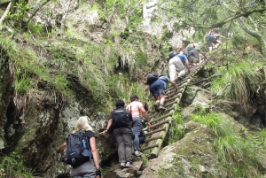 Guided Forest Hike Tour on Table Mountain, Cape Town