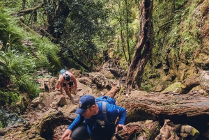 Guided Forest Hike Tour on Table Mountain, Cape Town