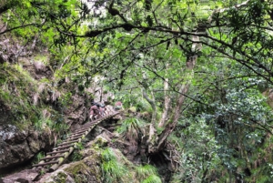 Guided Forest Hike Tour on Table Mountain, Cape Town